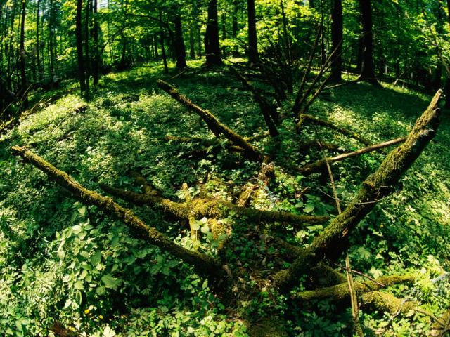 Dead tree trunks lying in the ground of Bialowieza National Park, Poland - © Sanchez & Lope / WWF