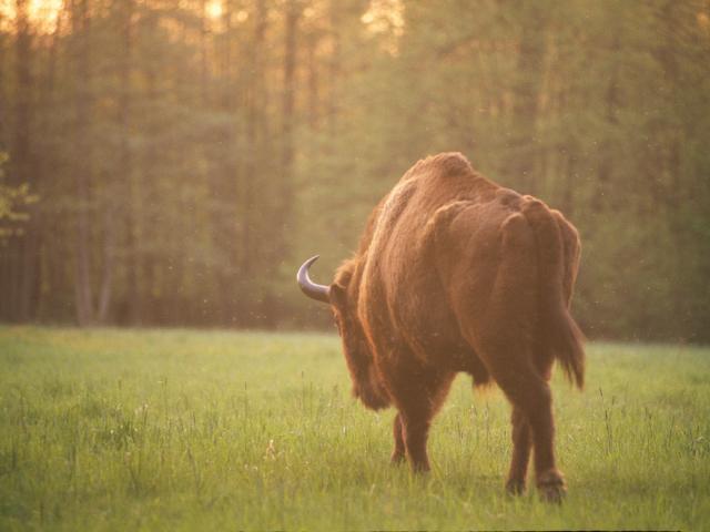 European bison walking in Bialowieza National Park, Poland - © Sanchez & Lope / WWF