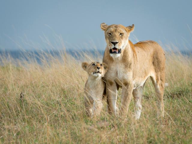 Lioness walking with cub
