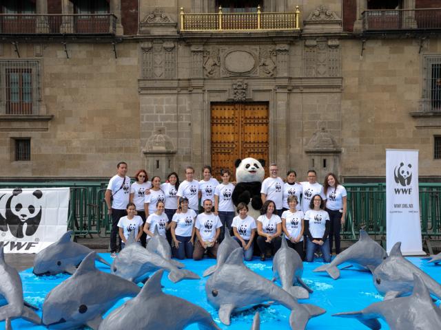 Hand in of petition to save vaquitas