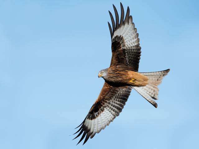 Red kite in flight
