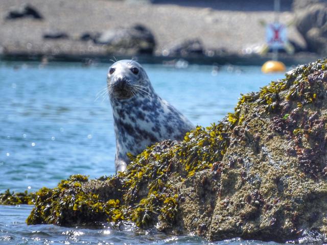 Grey Seal at Skomer
