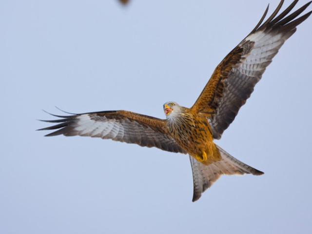 red kite flying