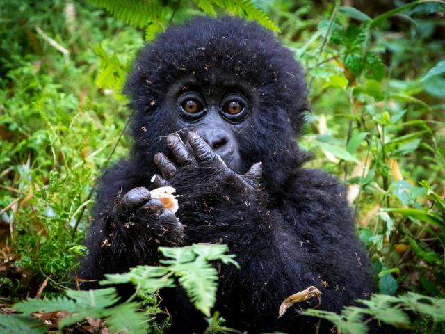 Baby gorilla eating