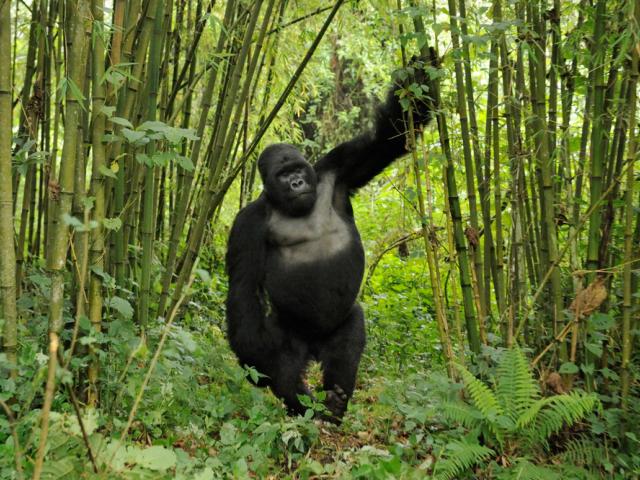 Silverback gorilla between bamboo trees