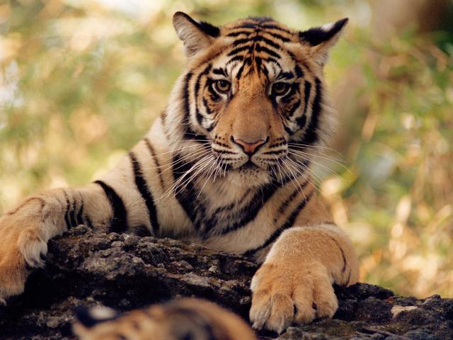 tiger sitting on a log