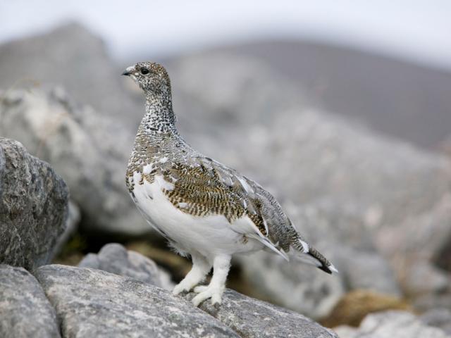 A Ptarmigan (Genus Lagopus) on Quinag, Scotland. An Arctic species that survives on the highest mountain tops in Scotland. As the weather warms and the snow pack disappears it is increasingly at risk as a British breeding bird.