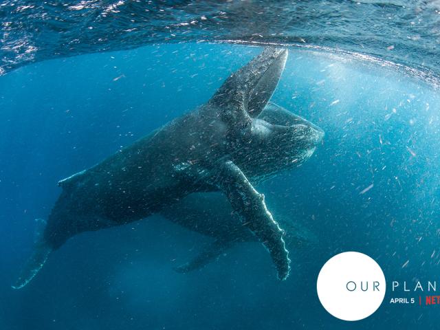 Two whales in the ocean