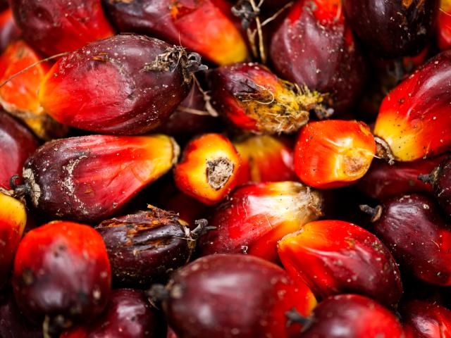 Palm fruit ready to be taken to the mill