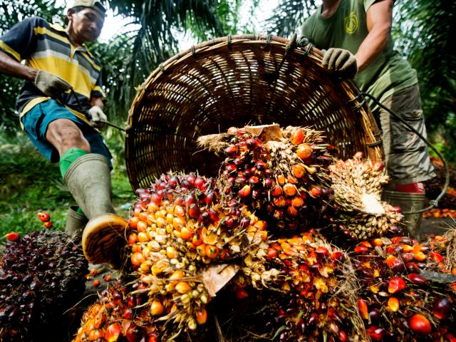 Palm fruit, having been harvested is piled up in order to be weighed