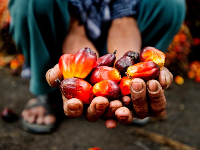 palm oil 