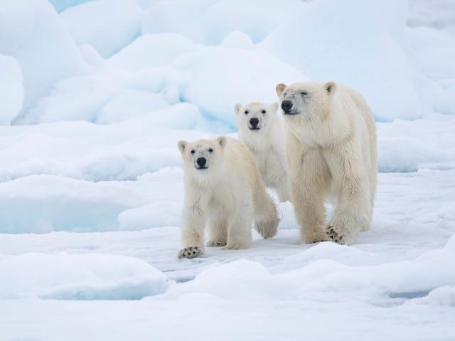 Image of three polar bears