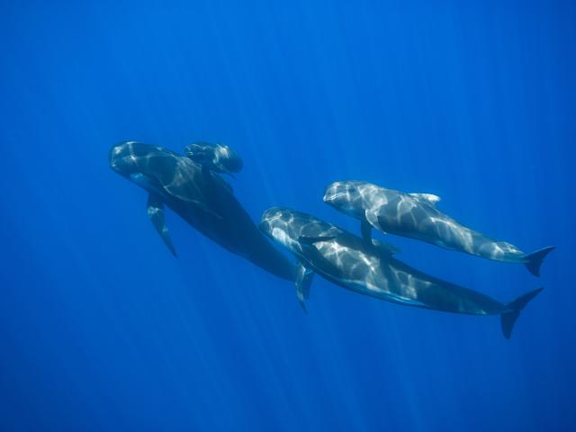 Four whales in the Pelagos Sanctuary