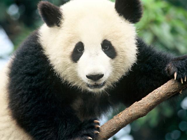 Giant panda © Michel Gunther / WWF