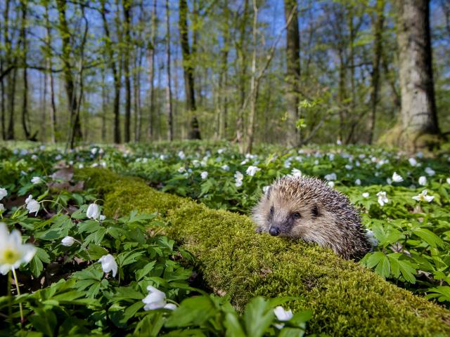 Hedgehog in a spring forest © naturepl.com / Klein & Hubert / WWF