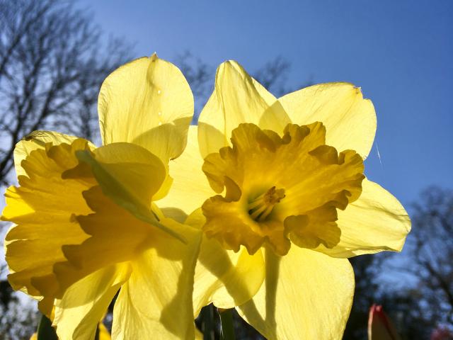 Daffodils