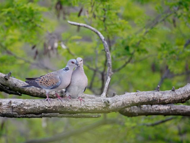 Two turtle doves sitting on a branch