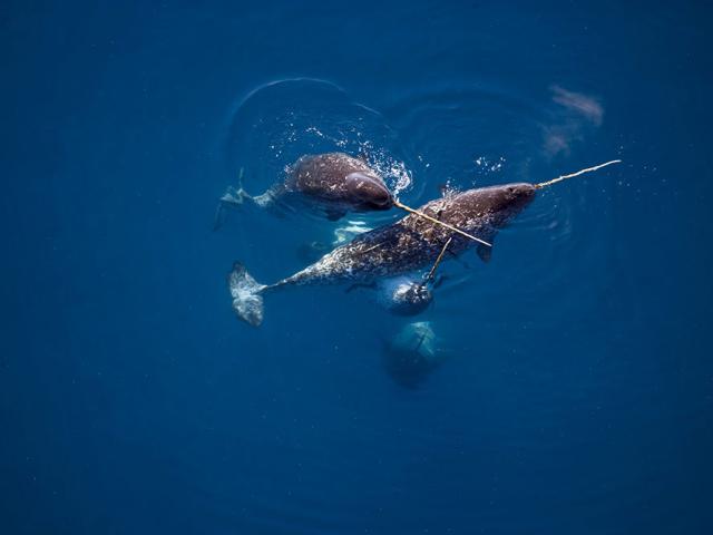 Male Narwhals caress one another with their tusks