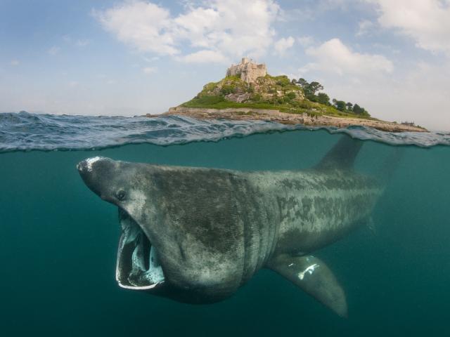 Basking sharks