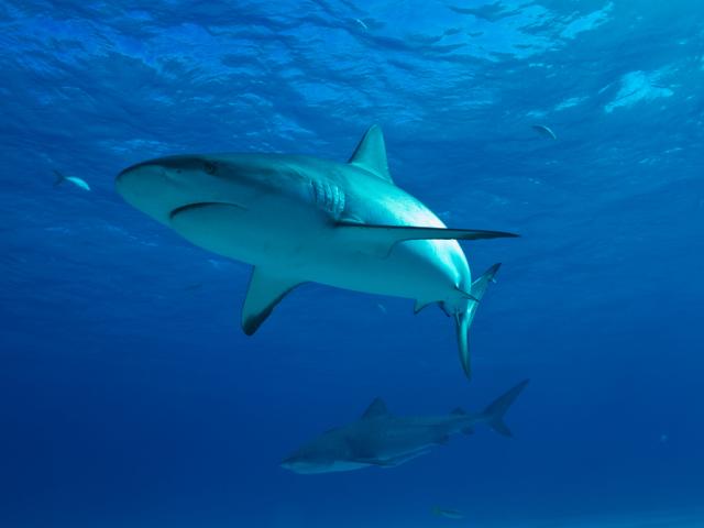 Caribbean reef shark 