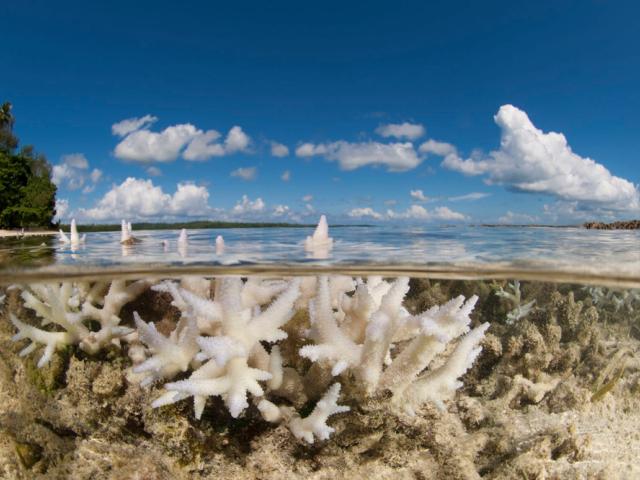 Coral bleaching