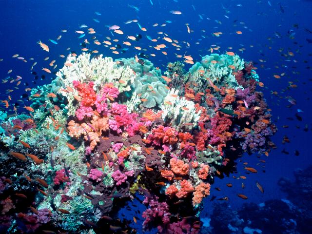 Coral beginning to bleach as temperatures rise, Fiji