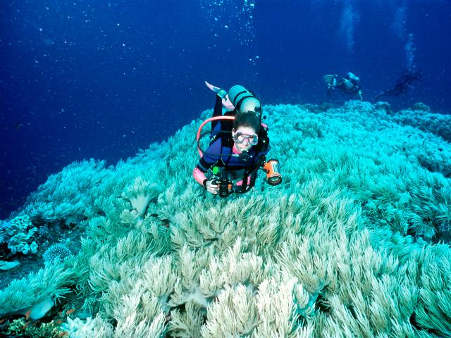 Once thriving, colourful reefs can bleach and eventually die