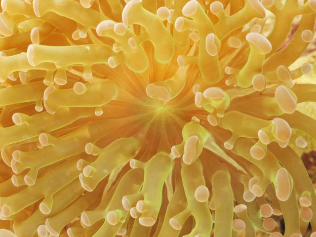 Frogspawn Branching Coral