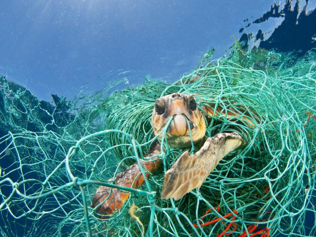 Loggerhead turtle trapped in a drifting abandoned net, Mediterranean Sea