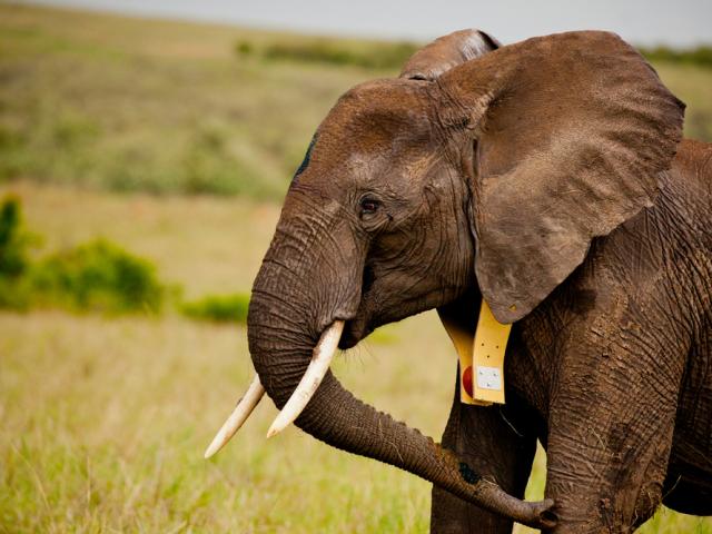 A GPS collared African elephant