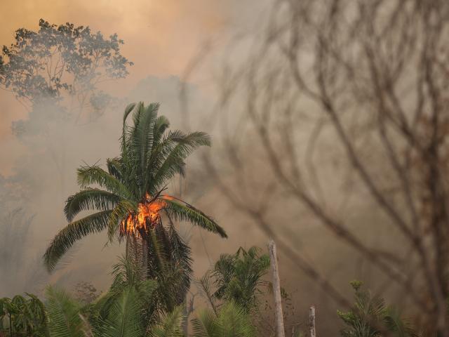 Single tree on fire in the Amazon