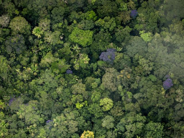 Pristine amazon forest