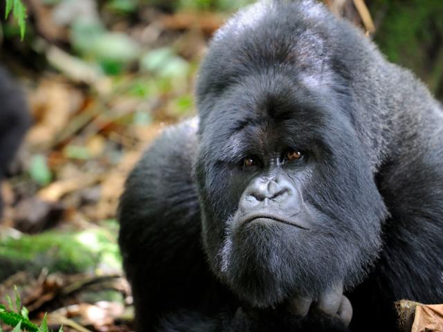 male silverback mountain gorilla (Gorilla gorilla beringei) looking curious, Volcanoes National Park, Rwanda, Africa