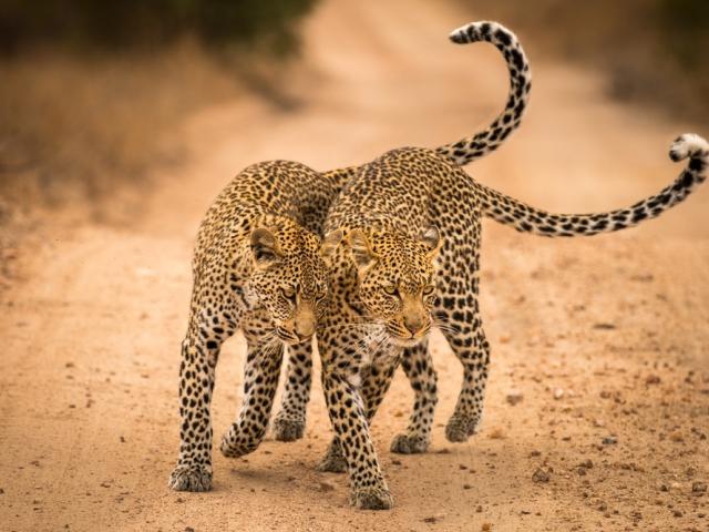 Mother leopard (Panthera pardus) and her cub in the Sabi Sands Game Reserve in South Africa