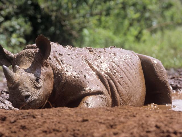 Young black rhino, Kenya 