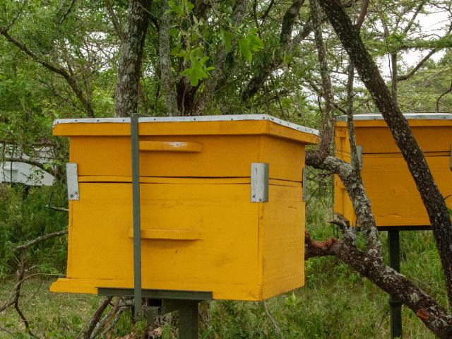Beehive in Kenya