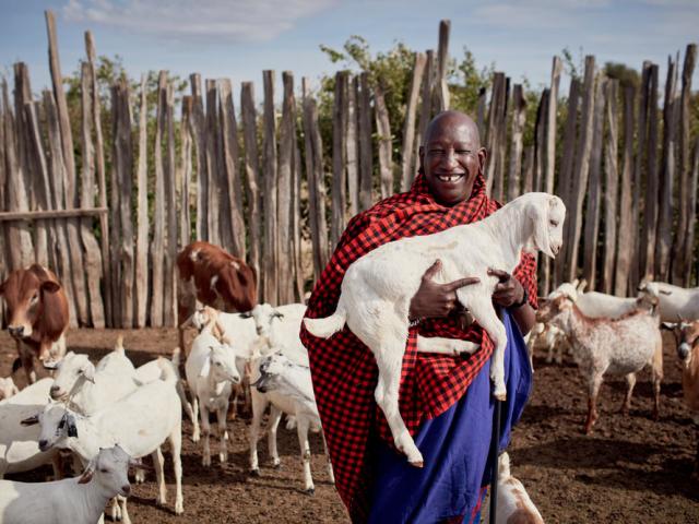 Joseph, 55, a Maasai pastoralist, now refrains from the cultural practice of killing lions that could attack his livestock. He has 150 cattle and 500 shoats (sheep/goats) and lives in Narok County, Kenya.