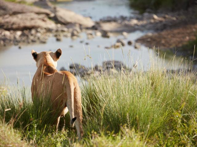 Lioness at the Olare Orok Conservancy, near the Maasai Mara National Reserve, Narok County, Kenya.