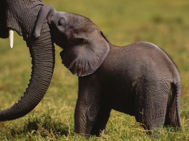 African elephant calf and its mother, Amboseli National Park, Kenya 
