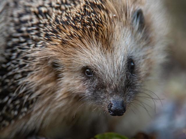 European Hedgehog