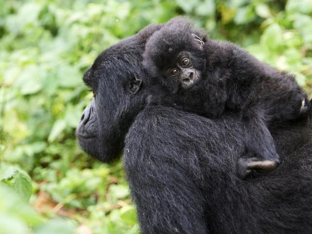 Mountain gorilla carrying her baby, Virunga National Park, Democratic Republic of Congo