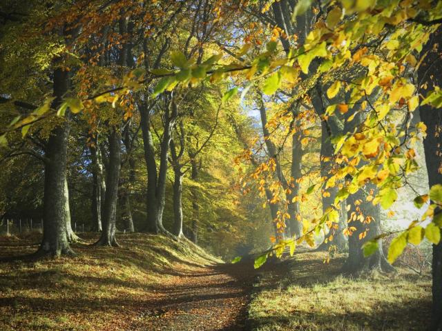 Scottish Woodland