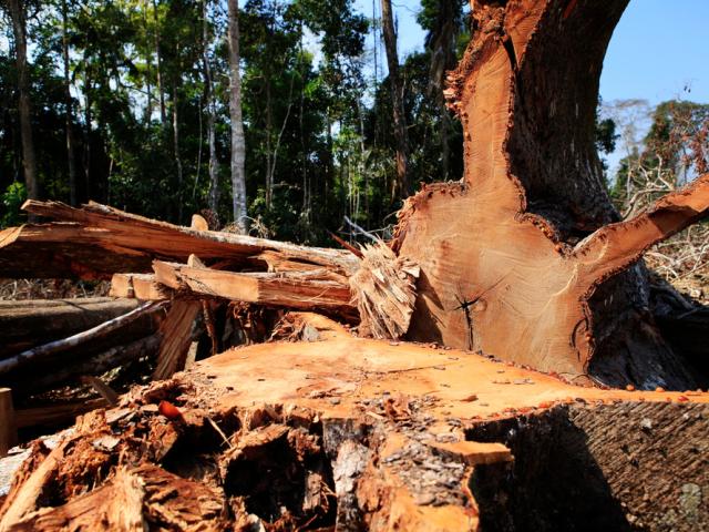 Deforestation in the Amazon rainforest, Feijo, Acre state, Brazil.