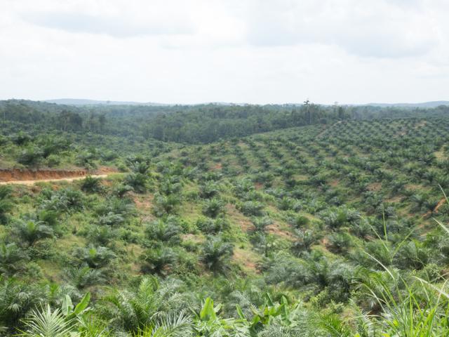 Palm oil plantation in Sekernan, Muaro, Jambi Regency, Jambi, Indonesia