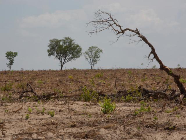 ecent deforestation in the Cerrado in Brazil,