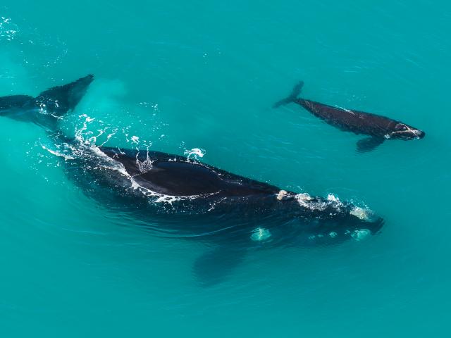Humpback whales
