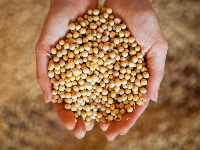 Example of raw soy product which was harvested from a sustainable farm, Cerrado.