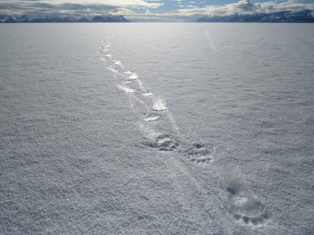 Polar bear footprints. Last Ice Area, Pond Inlet, Nunavut, Canada.