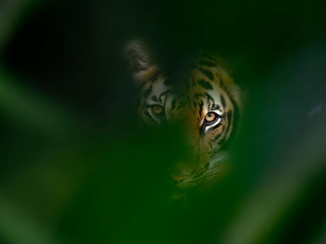  A tiger glancing behind trees.
