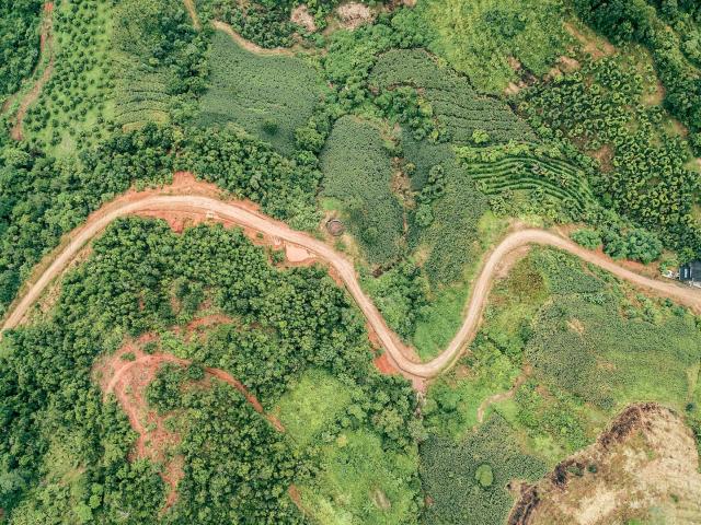 An aerial photograph showing trees segmented by a dirt track.